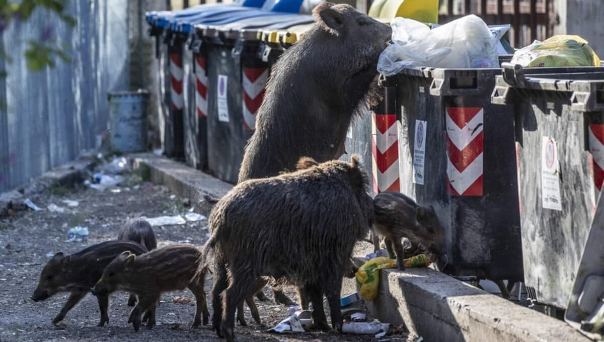 Perché i cinghiali sono tornati a Roma? Le zone più colpite e le cause Perché i cinghiali sono tornati a Roma? Le zone più colpite e le cause