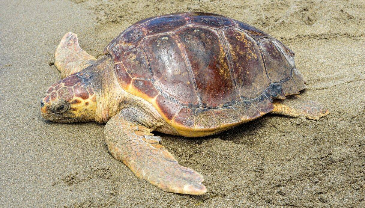 Una tartaruga sotto l’ombrellone: ad Ardea nasce un simbolo di speranza Una tartaruga sotto l’ombrellone: ad Ardea nasce un simbolo di speranza
